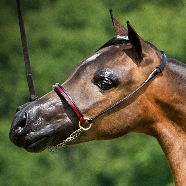 Ozark Triumph Mini/Pony Show Halter at HorseLoverZ.com