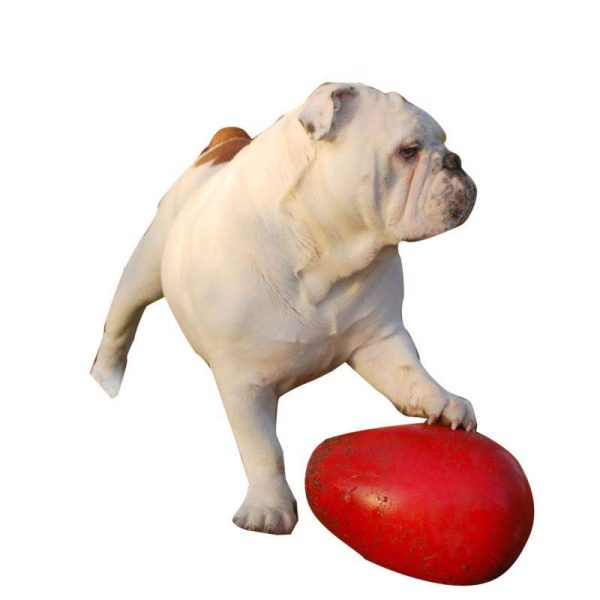 Jolly Pets Jolly Egg at HorseLoverZ.com