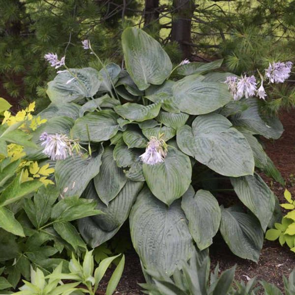 Empress Wu Hosta - 1 Gallon Pot at Garden Goods Direct