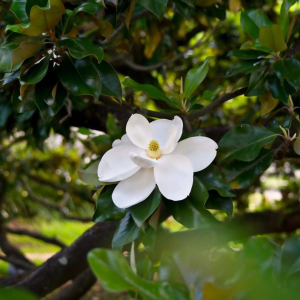 D.D. Blanchard Magnolia - 4 to 5 Feet Tall at Garden Goods Direct