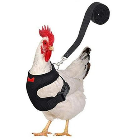 Yaoyar Chicken Harness with Leash Upgraded Double Adjustment Chicken Harness and Leash Set for Hens Duck Goose Small Pet at Walmart.com