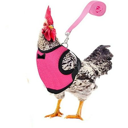 Yaoyar Chicken Harness with Leash Upgraded Double Adjustment Chicken Harness and Leash Set for Hens Duck Goose Small Pet at Walmart.com