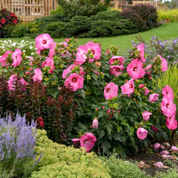 Airbrush Effect Hardy Hibiscus - 1 Gallon Pot at Garden Goods Direct