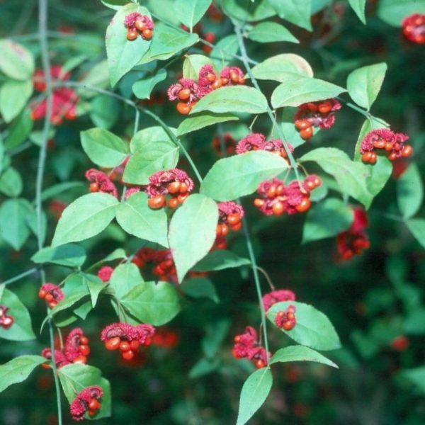 Euonymus Hearts-a-Bustin - 3 Gallon Pot at Garden Goods Direct