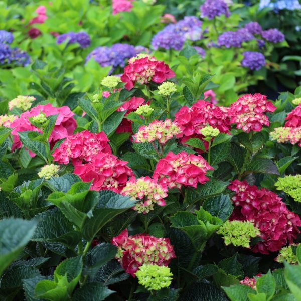 Magical Ruby Red Hydrangea - 3 Gallon Pot at Garden Goods Direct