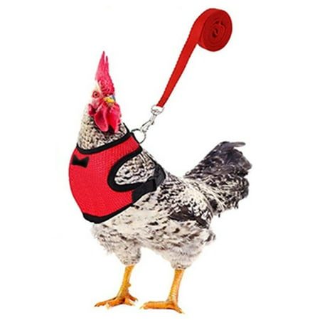 Yaoyar Chicken Harness with Leash Upgraded Double Adjustment Chicken Harness and Leash Set for Hens Duck Goose Small Pet at Walmart.com